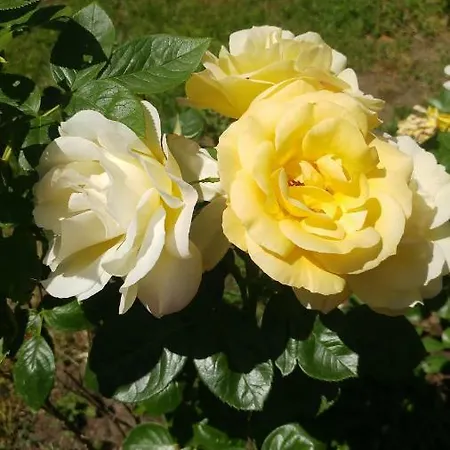 Haus Am Walde Buchholz in der Nordheide